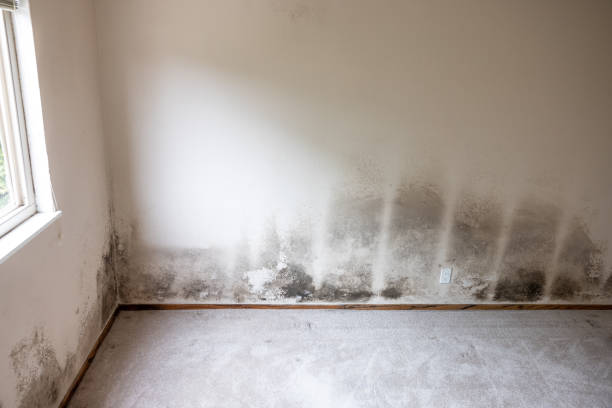 Best Real Estate Mold Inspection  in Ranchettes, WY